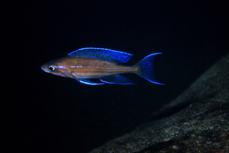 Paracyprichromis nigripinnis 'Funda'